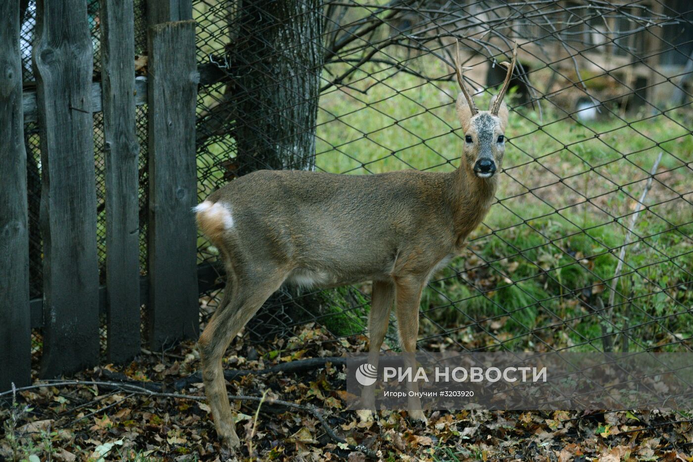 Центр реабилитации диких животных "Утес" в Хабаровском крае