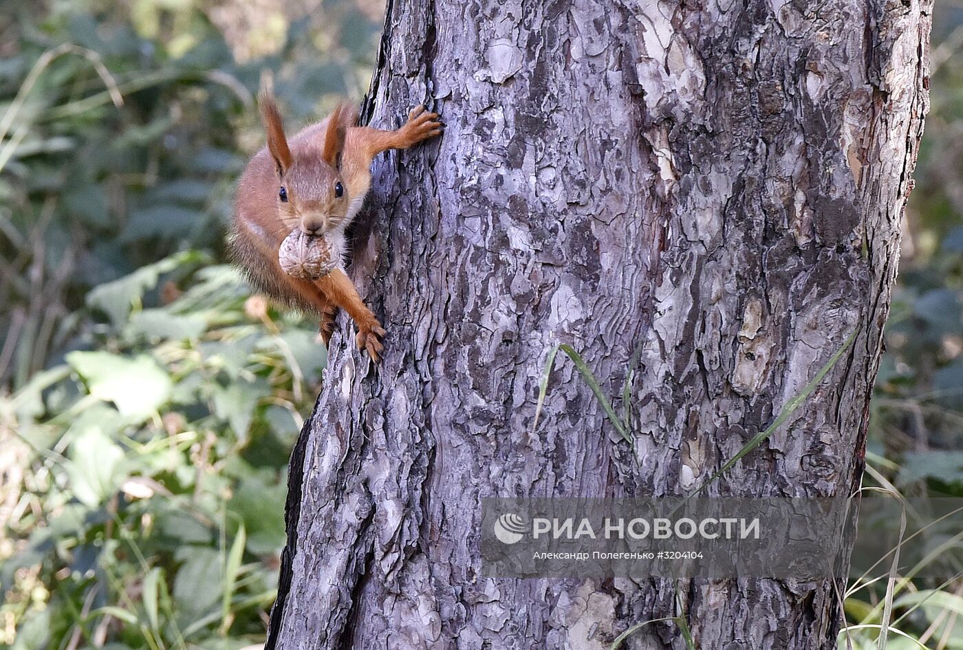 Ботанический сад Крымского федерального университета