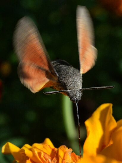 Бабочки-колибри