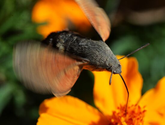 Бабочки-колибри