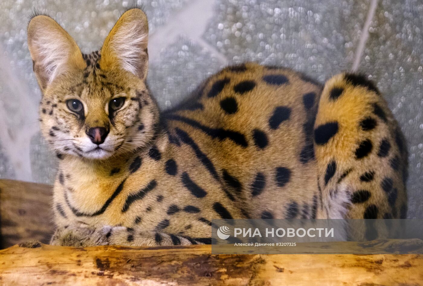 Ленинградский зоопарк