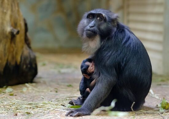 Ленинградский зоопарк