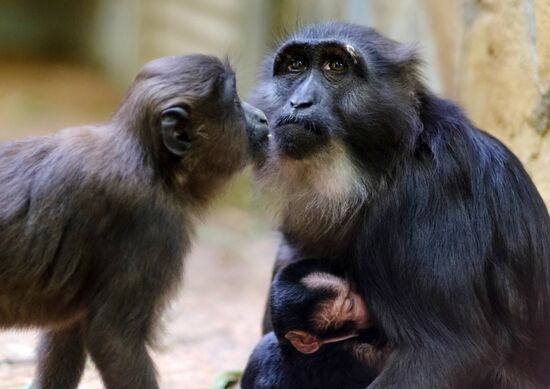 Ленинградский зоопарк