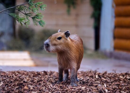 Ленинградский зоопарк