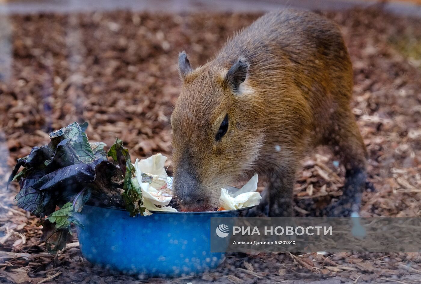 Ленинградский зоопарк