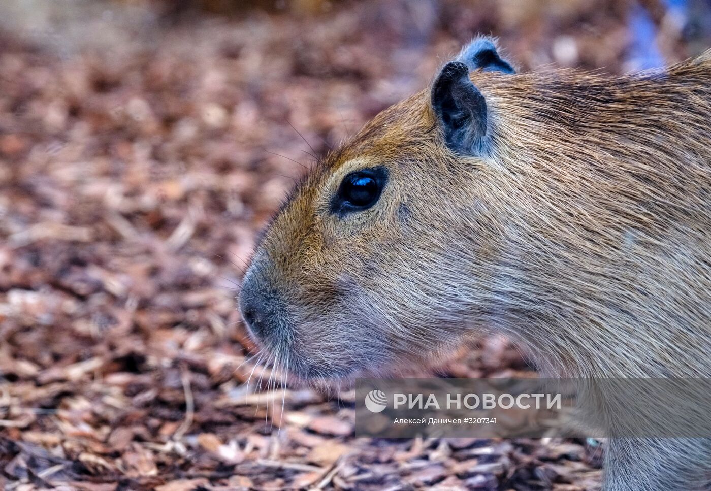 Ленинградский зоопарк