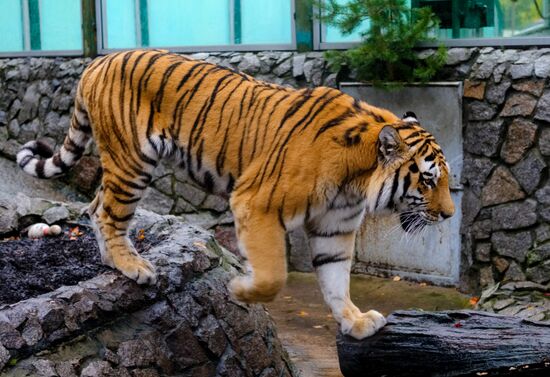 Ленинградский зоопарк