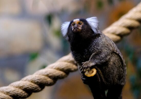 Ленинградский зоопарк