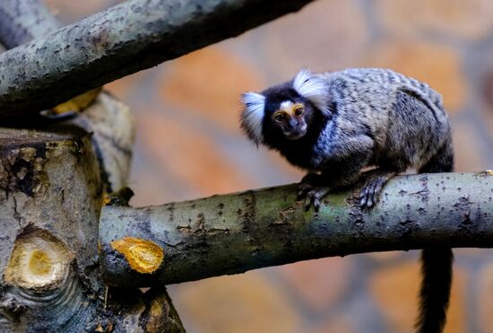 Ленинградский зоопарк