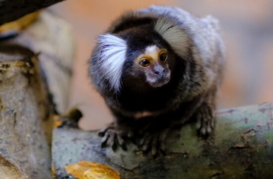 Ленинградский зоопарк