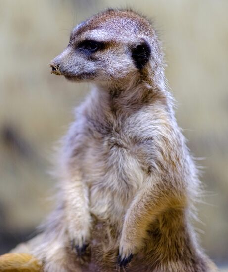 Ленинградский зоопарк