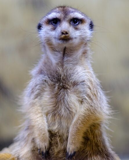 Ленинградский зоопарк