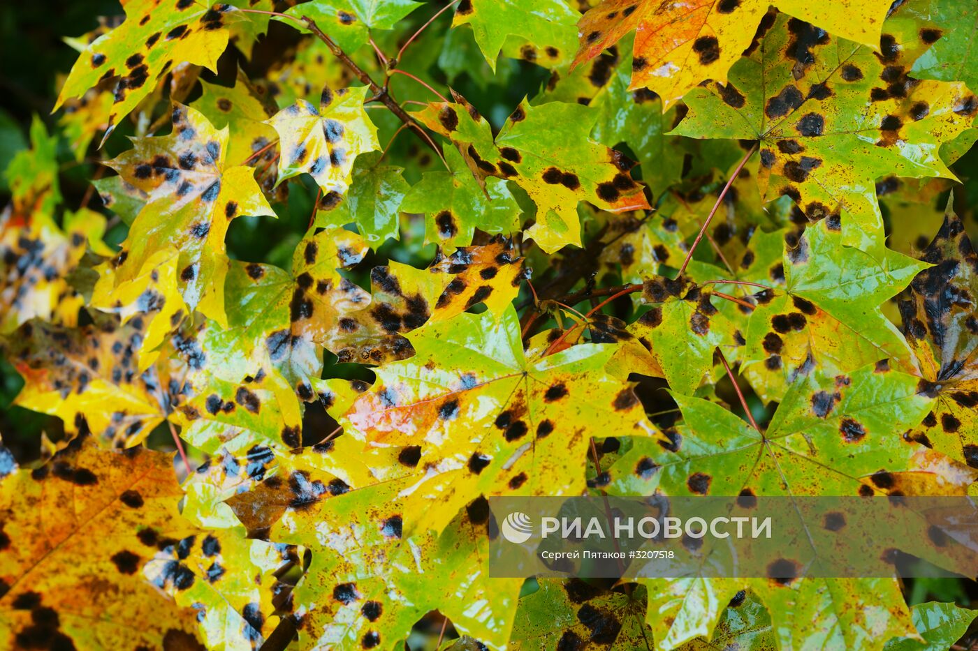 Осень в парке "Царицыно"
