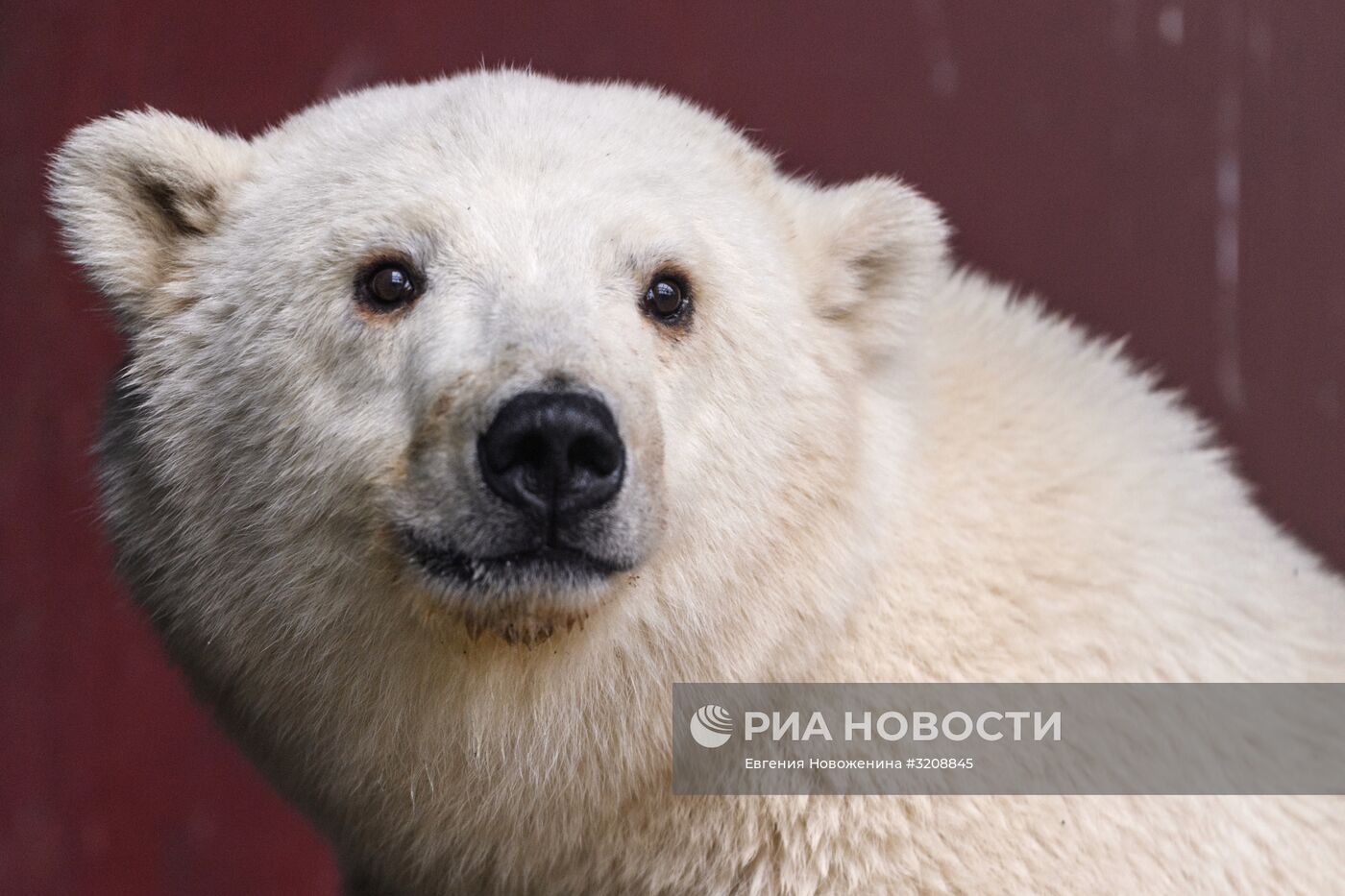Белого медвежонка из Якутии привезли в зоопитомник Московского зоопарка