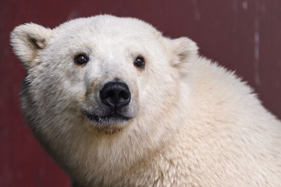 Белого медвежонка из Якутии привезли в зоопитомник Московского зоопарка