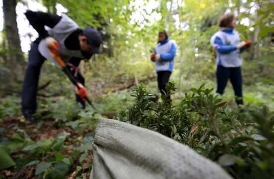 Высадка саженцев самшита в Адыгее