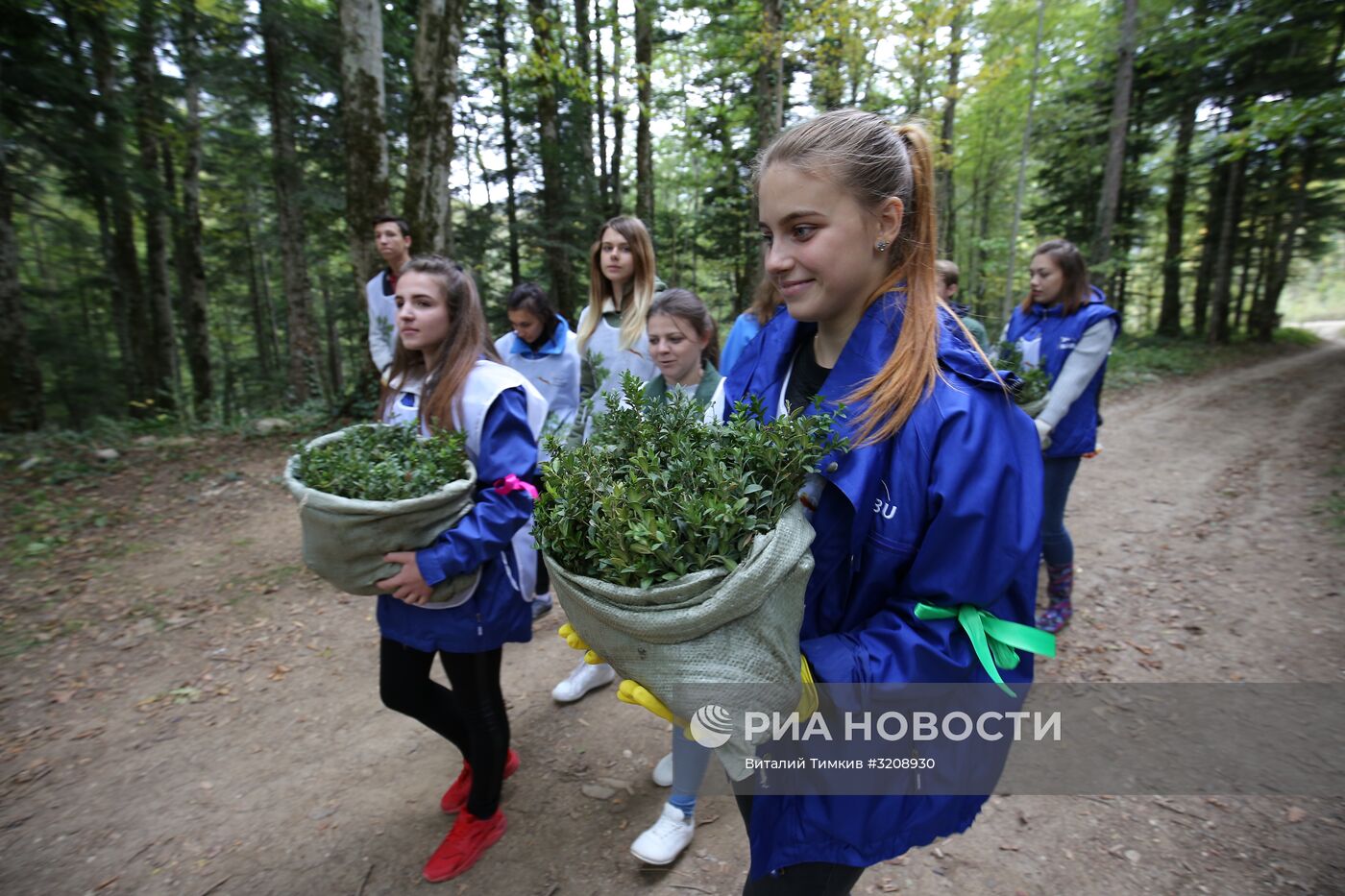 Высадка саженцев самшита в Адыгее