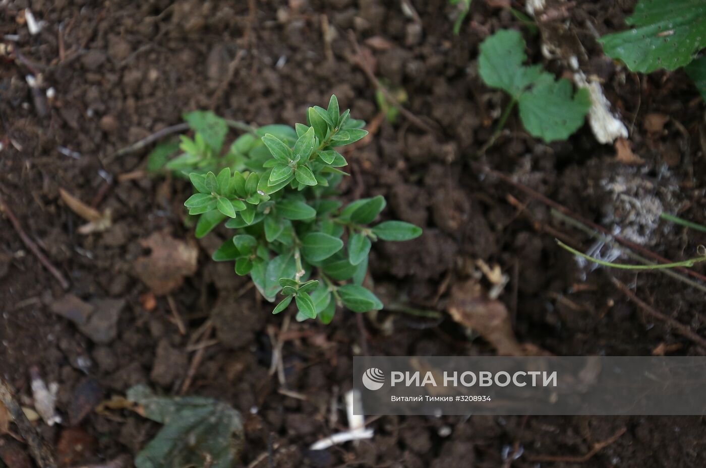 Высадка саженцев самшита в Адыгее