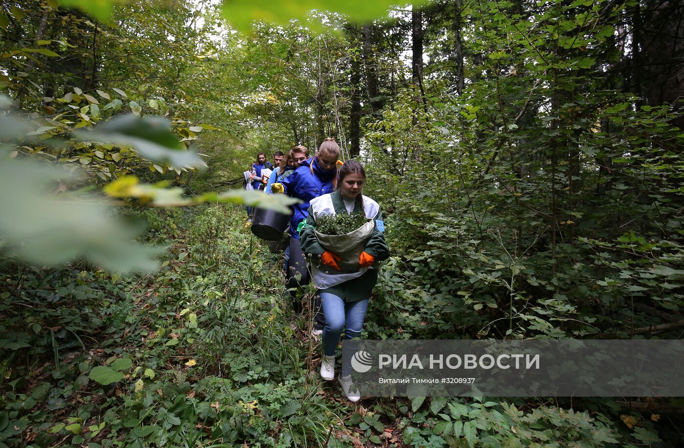 Высадка саженцев самшита в Адыгее