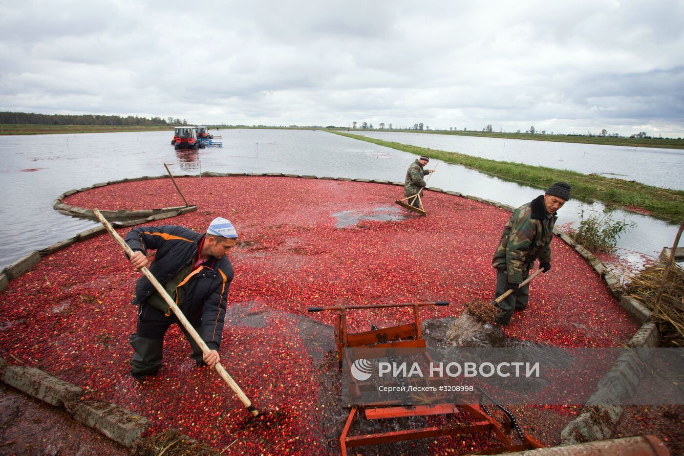 Сбор клюквы в Белоруссии