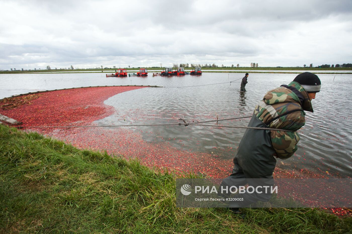 Сбор клюквы в Белоруссии