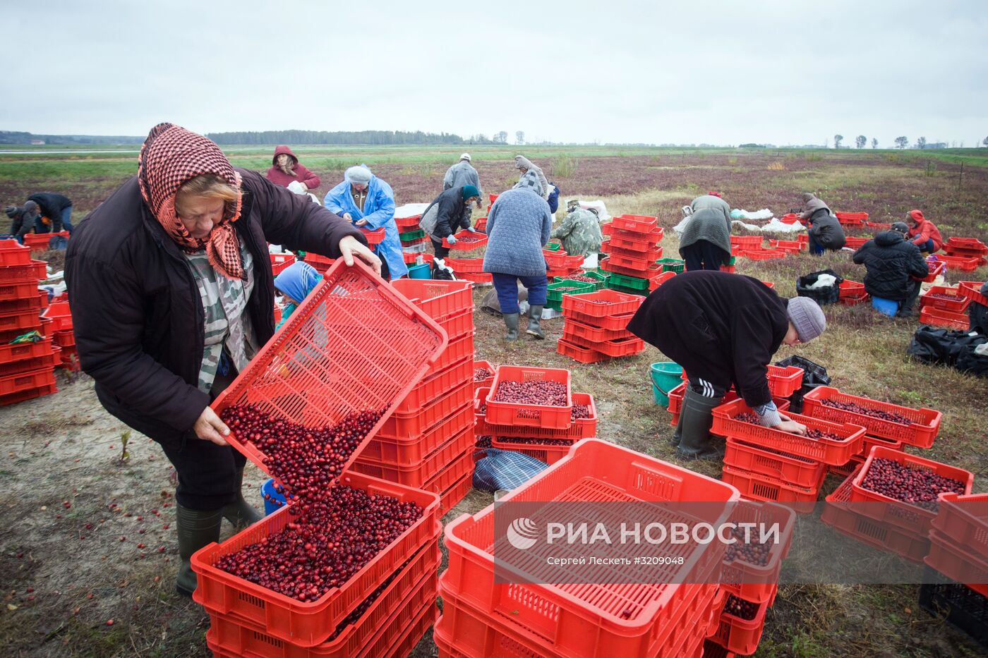 Сбор клюквы в Белоруссии