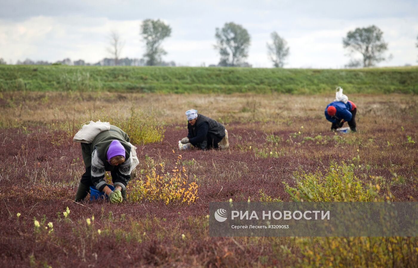 Сбор клюквы в Белоруссии