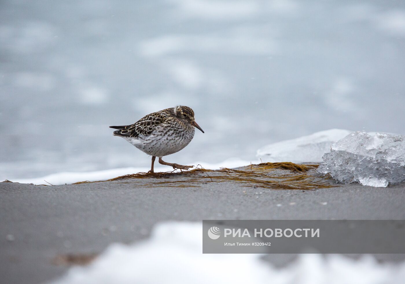 Архипелаг Земля Франца-Иосифа