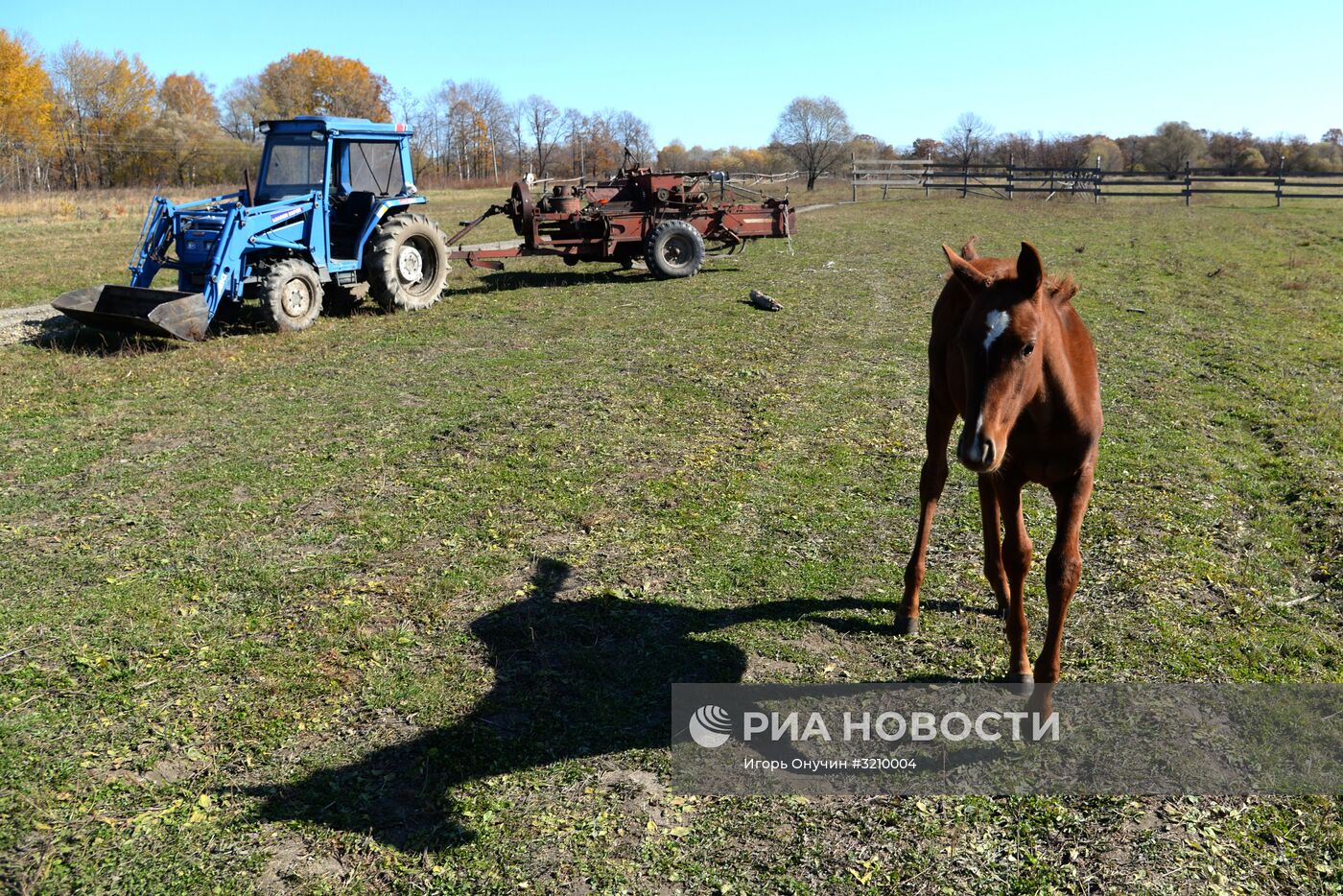 Разведение лошадей на "дальневосточном гектаре" в Хабаровском крае
