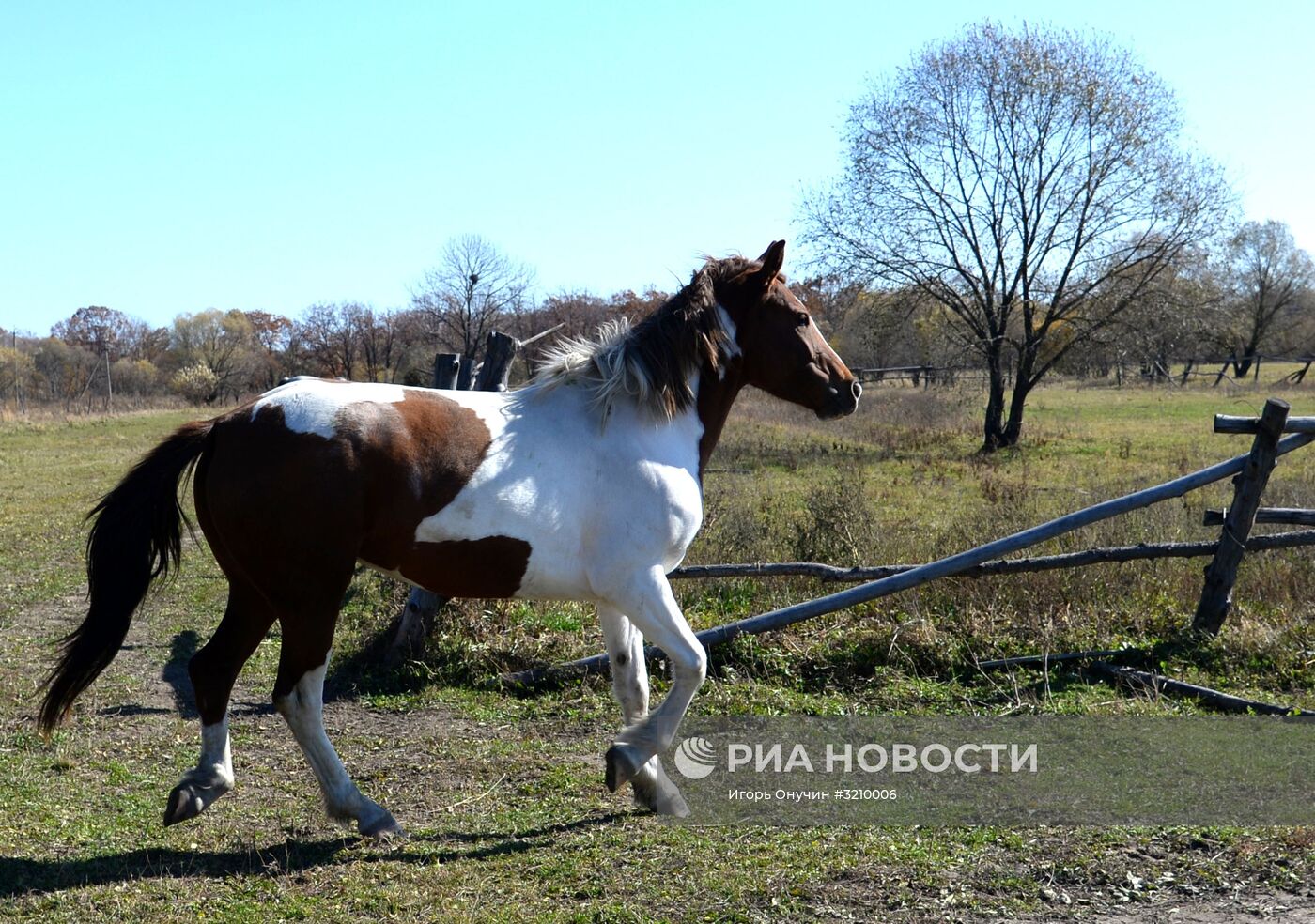 Разведение лошадей на "дальневосточном гектаре" в Хабаровском крае