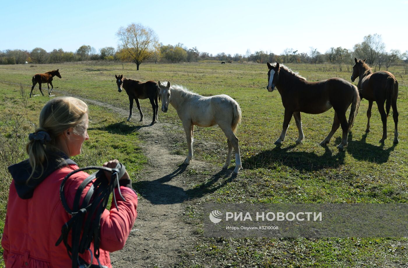 Разведение лошадей на "дальневосточном гектаре" в Хабаровском крае