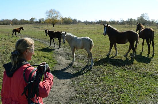 Разведение лошадей на "дальневосточном гектаре" в Хабаровском крае
