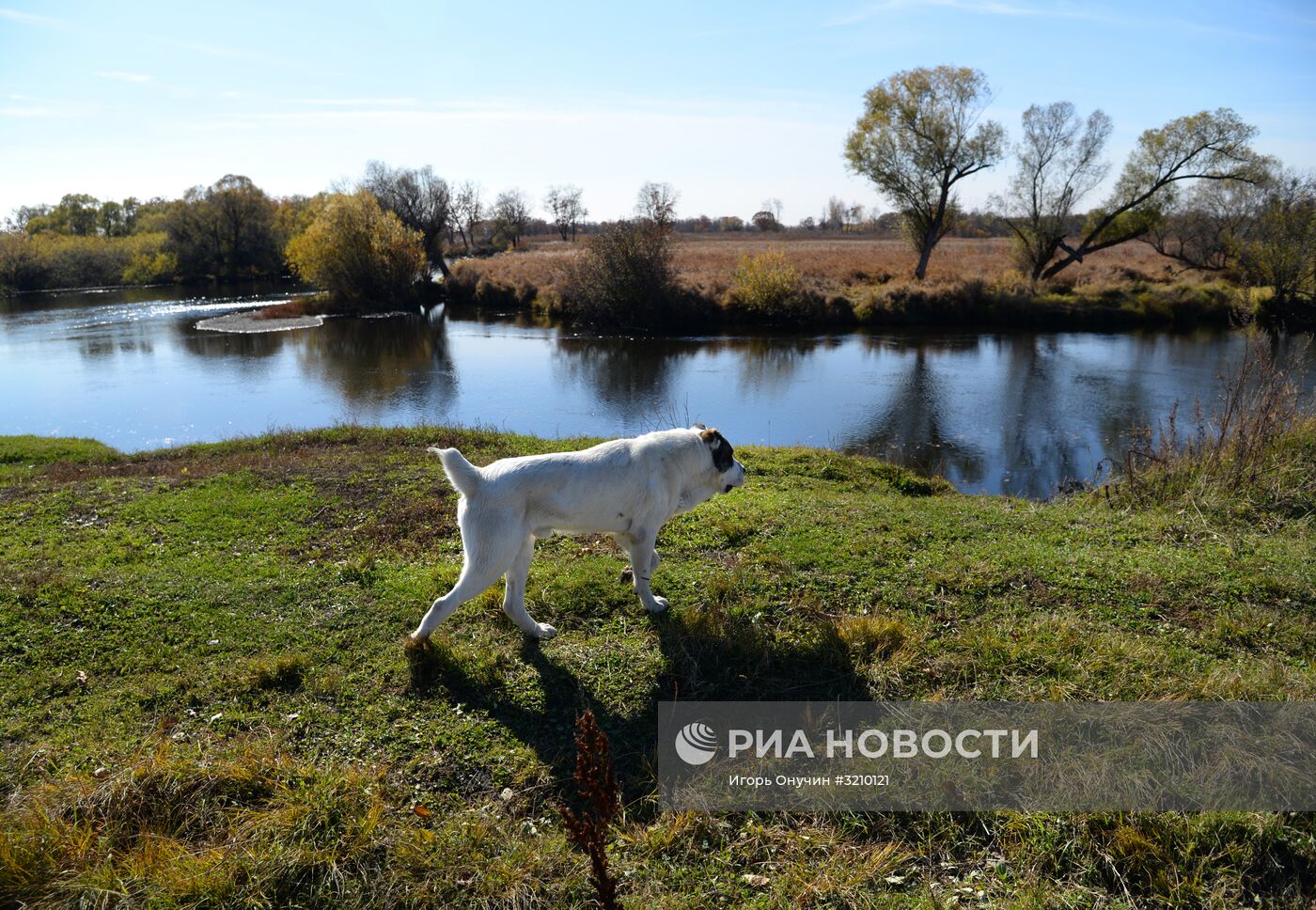 Разведение лошадей на "дальневосточном гектаре" в Хабаровском крае