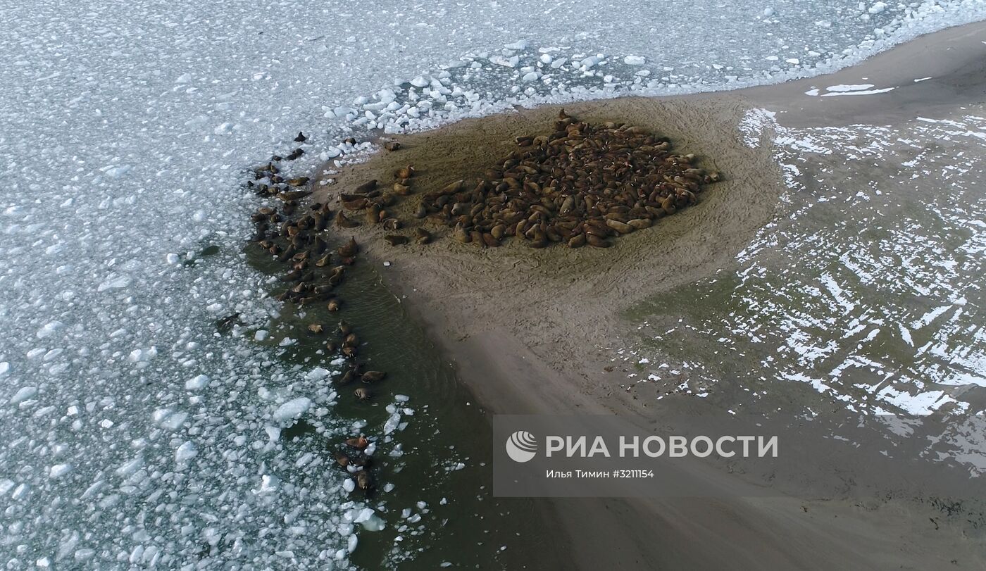 Архипелаг Земля Франца-Иосифа