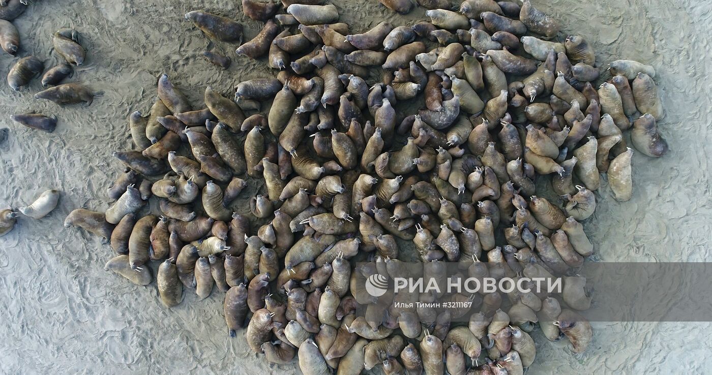 Архипелаг Земля Франца-Иосифа