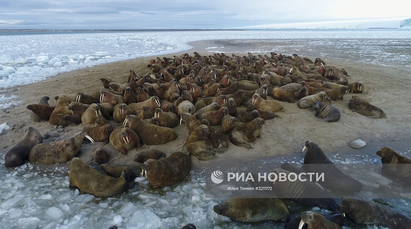 Архипелаг Земля Франца-Иосифа