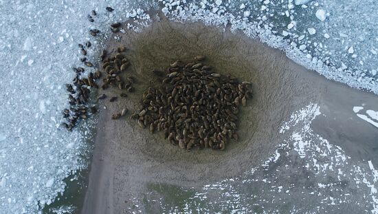 Архипелаг Земля Франца-Иосифа