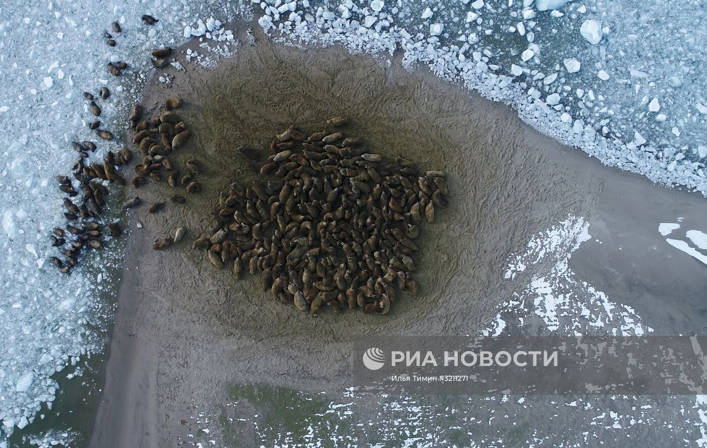 Архипелаг Земля Франца-Иосифа