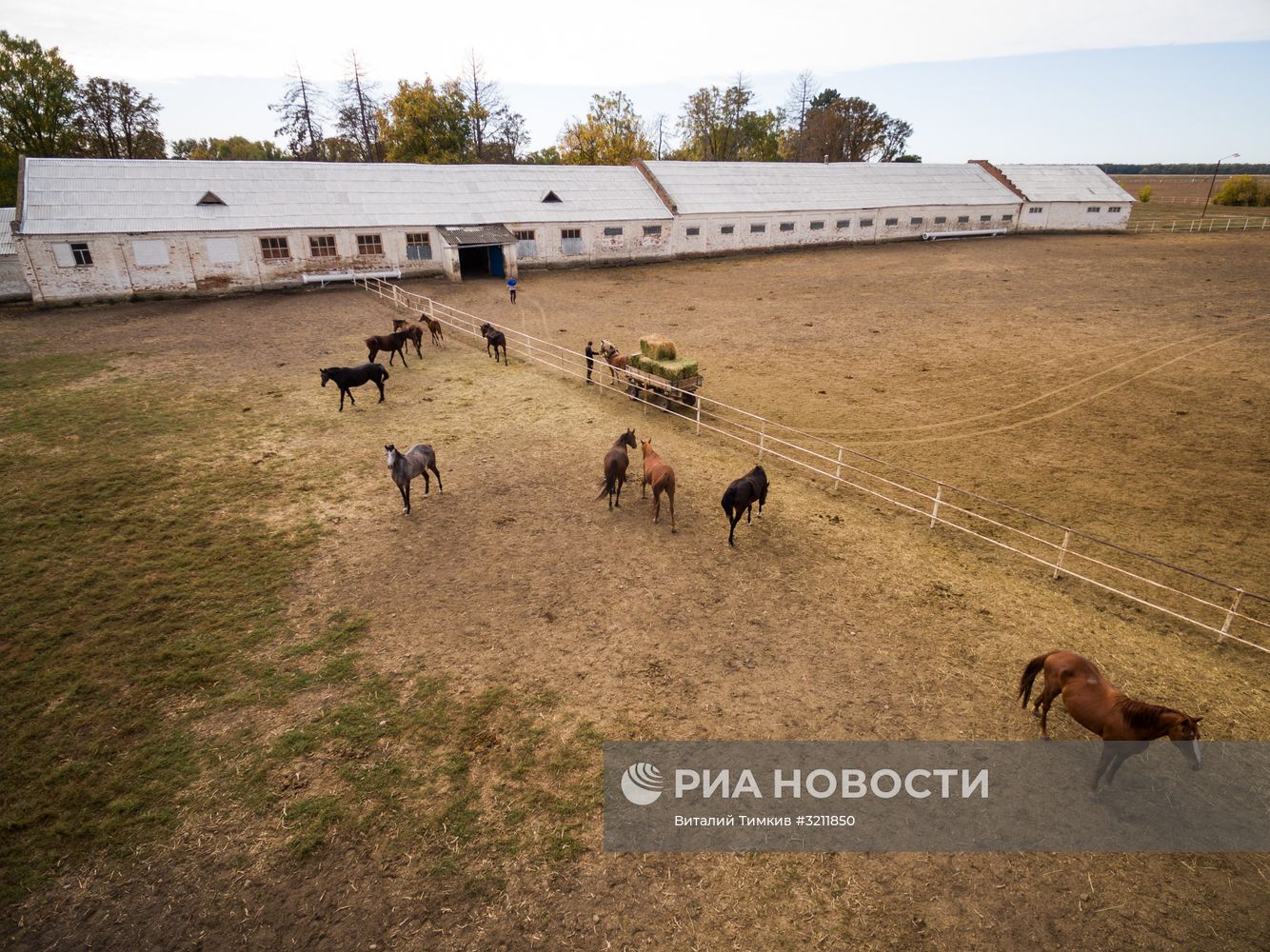Конезавод "Восход" в Краснодарском крае