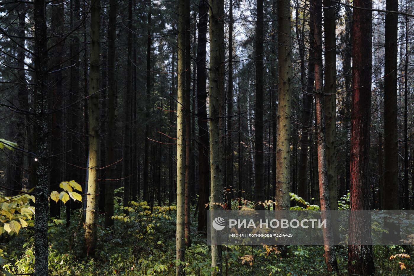 Золотая осень в Плёсе