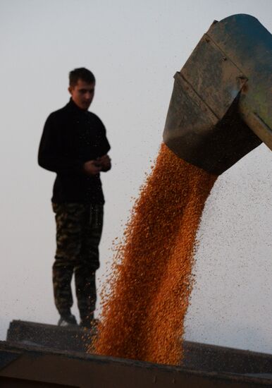 Уборка кукурузы в Приморье