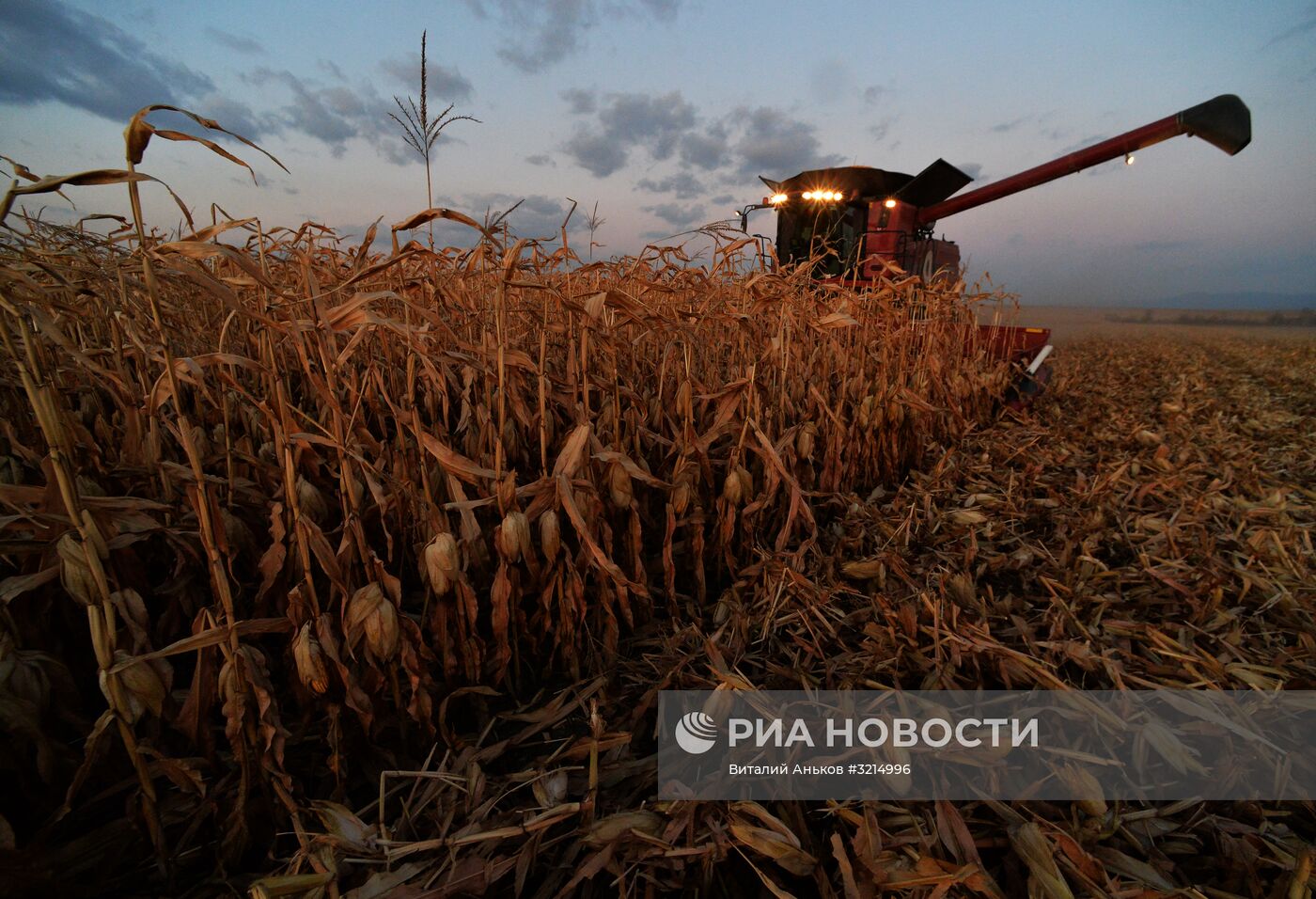 Уборка кукурузы в Приморье
