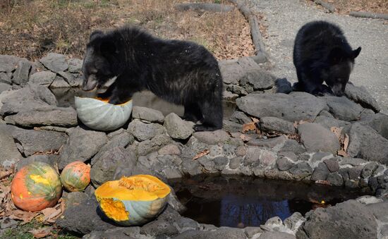 Гималайские медвежата в Приморском сафари-парке