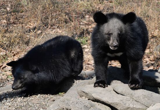 Гималайские медвежата в Приморском сафари-парке