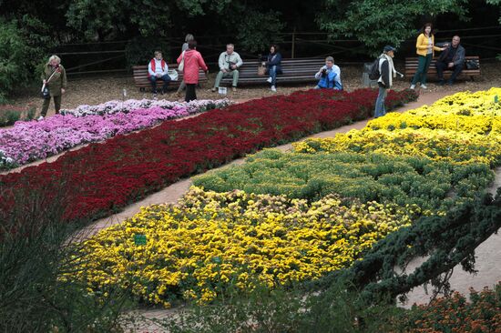 "Бал хризантем" в Никитском ботаническом саду