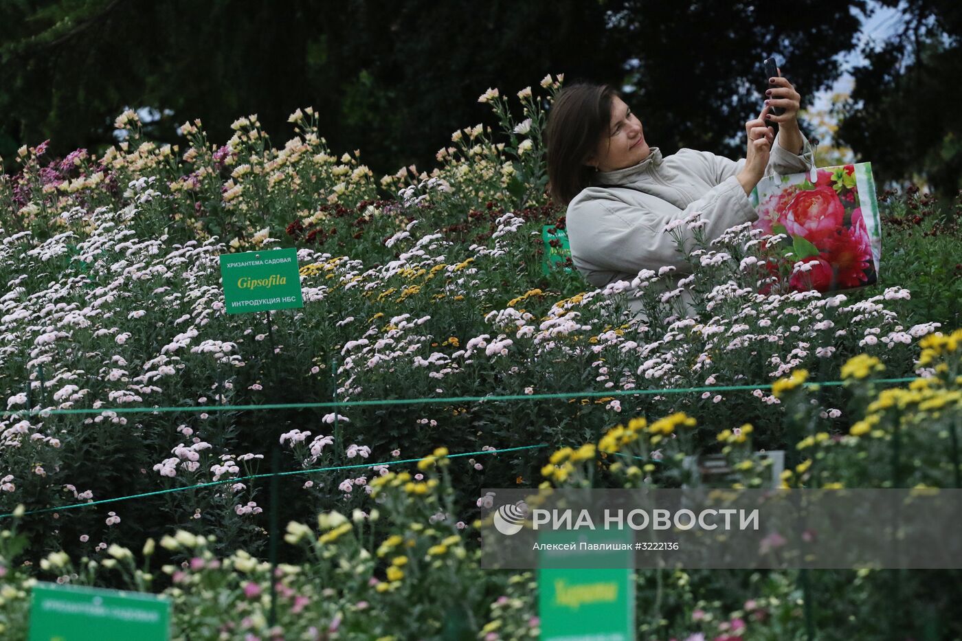 "Бал хризантем" в Никитском ботаническом саду