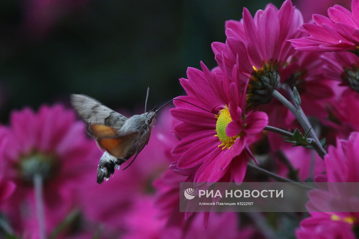 "Бал хризантем" в Никитском ботаническом саду