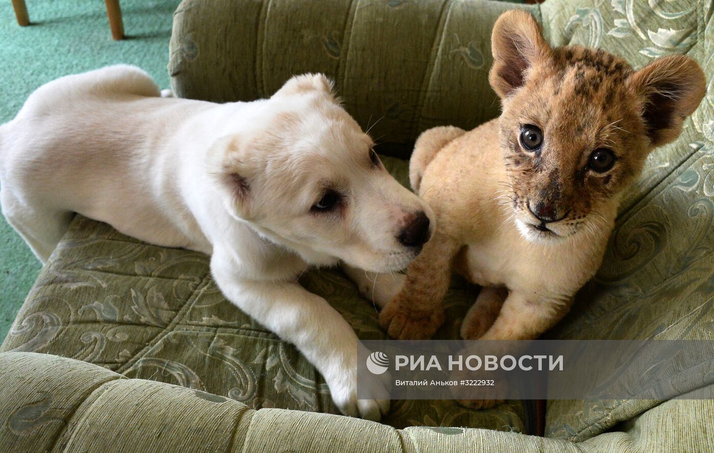 В зоопарке во Владивостоке маленькая львица подружилась со щенком