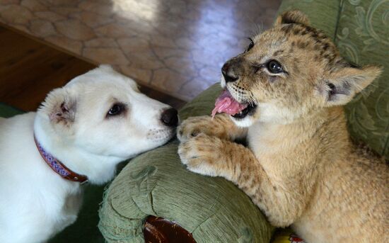 В зоопарке во Владивостоке маленькая львица подружилась со щенком