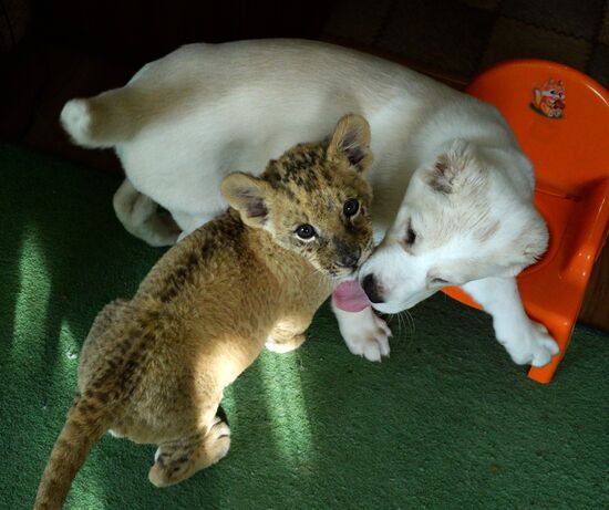 В зоопарке во Владивостоке маленькая львица подружилась со щенком